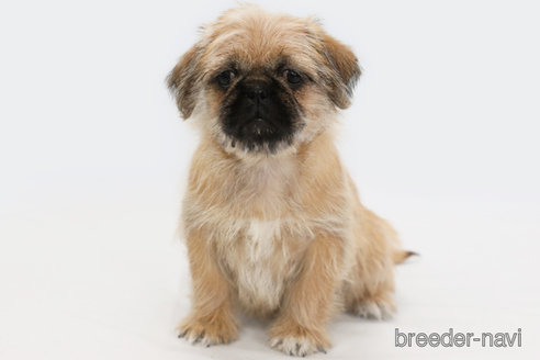 成約済の神奈川県のミックス犬-295458